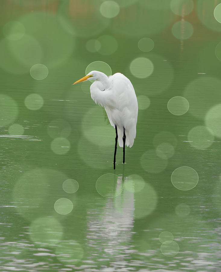 Egret with bubbles Photograph by Roni Chastain