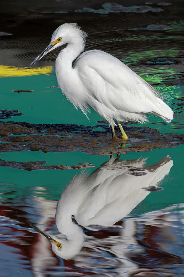 Egret With Color Reflected 10-5 Photograph