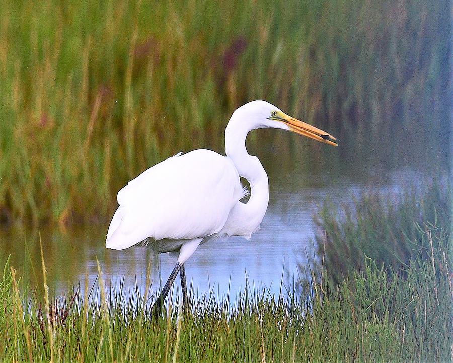 Egret with fish Photograph by Jo-Ann Matthews