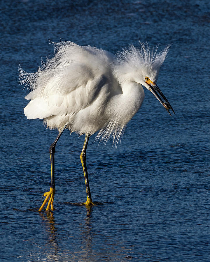 Egret With Sand Crab Photograph
