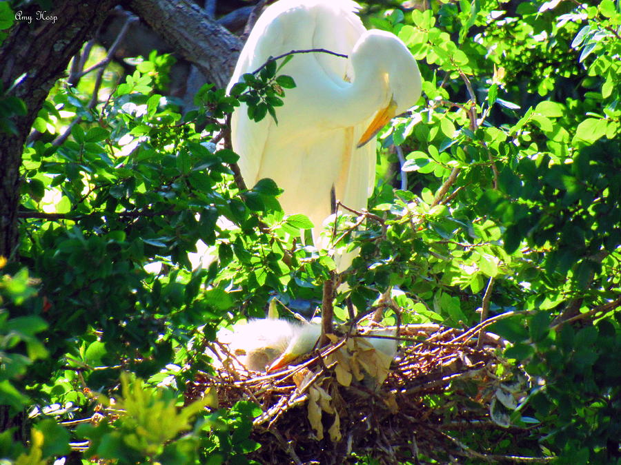 Egret With Sleeping Baby Photograph by Amy Hosp