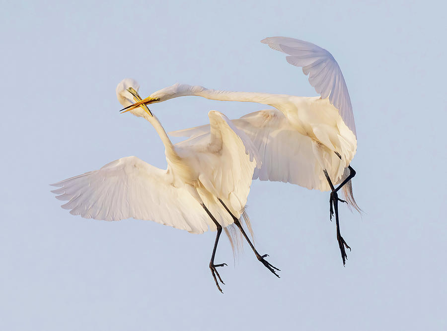 Egrets Aerial Combat Photograph by Susan Candelario