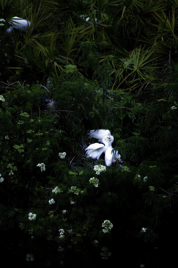 Egrets and Blooms by the Creek Photograph by Theresa Fairchild