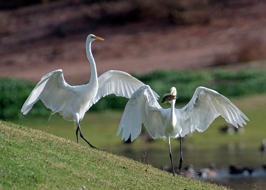 Egrets and Fish Photograph by Catherine Lau