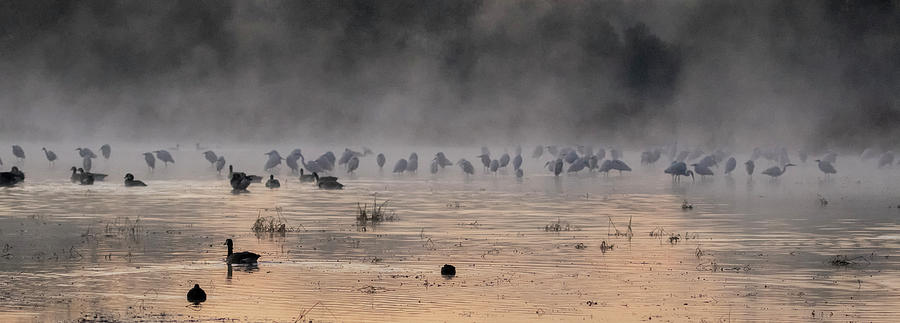 Egrets and Geese in the Mist 1819-010120-2 Photograph by Tam Ryan