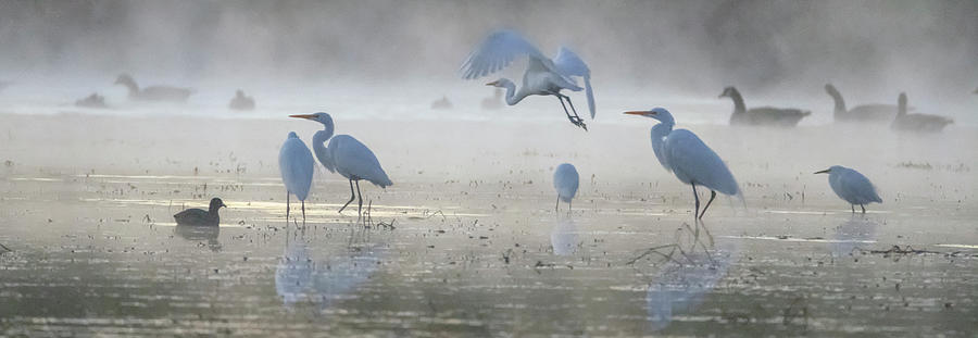 Egrets and Geese in the Mist 3025-010820-2 Photograph by Tam Ryan