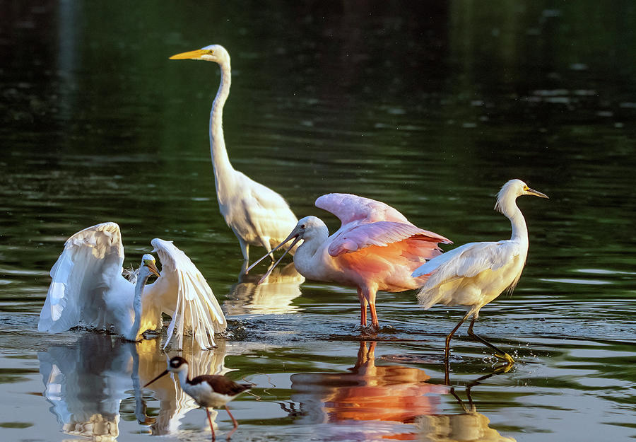 Egrets and Roseate Spoonbill 0423-062921-2 Photograph by Tam Ryan