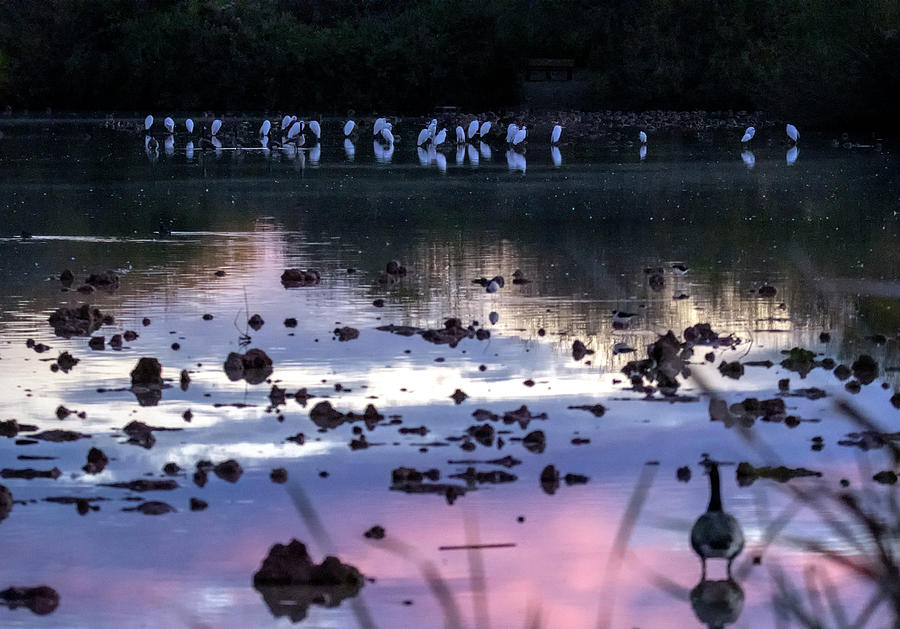 Egrets at Dawn 1160-123019-2 Photograph by Tam Ryan