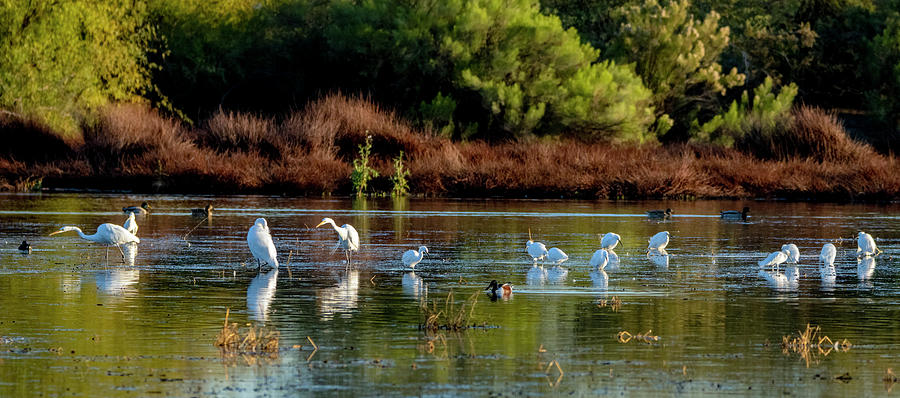 Egrets at Sunset 2325-010220-2 Photograph by Tam Ryan