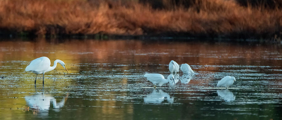 Egrets at Sunset 2347-010220-2 Photograph by Tam Ryan