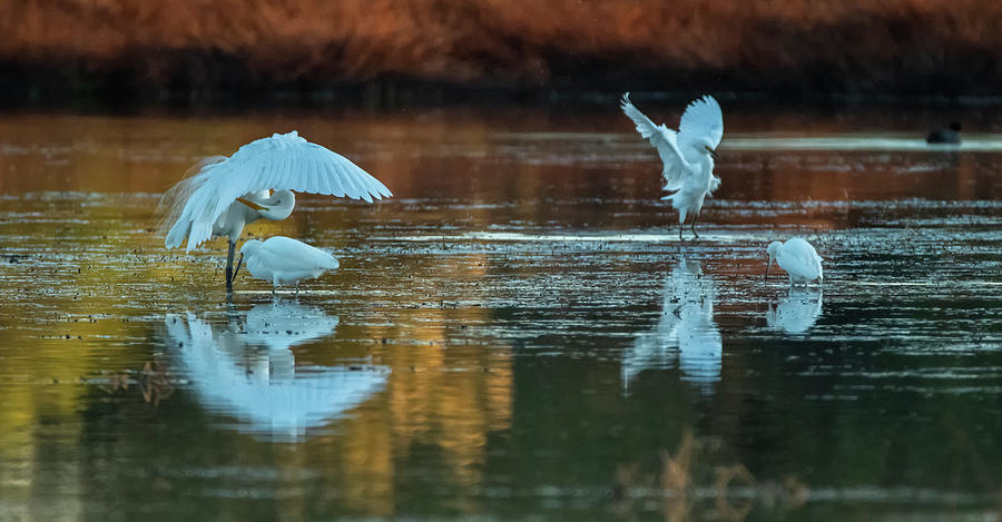 Egrets at Sunset 2362-010220-2 Photograph by Tam Ryan