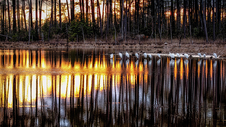 Egrets at Sunset Photograph by C  Renee Martin
