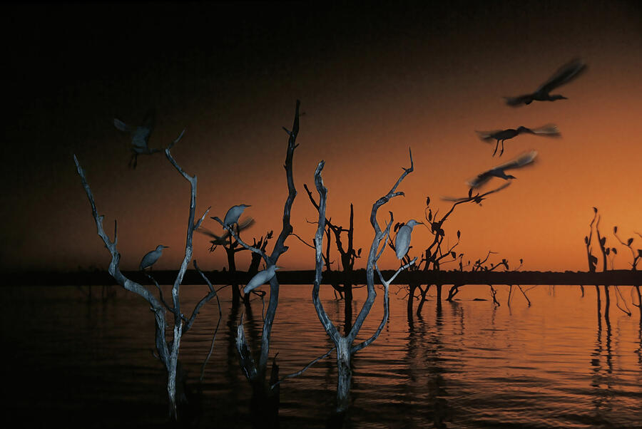Egrets at Sunset, Flash Photograph by MaryJane Sesto