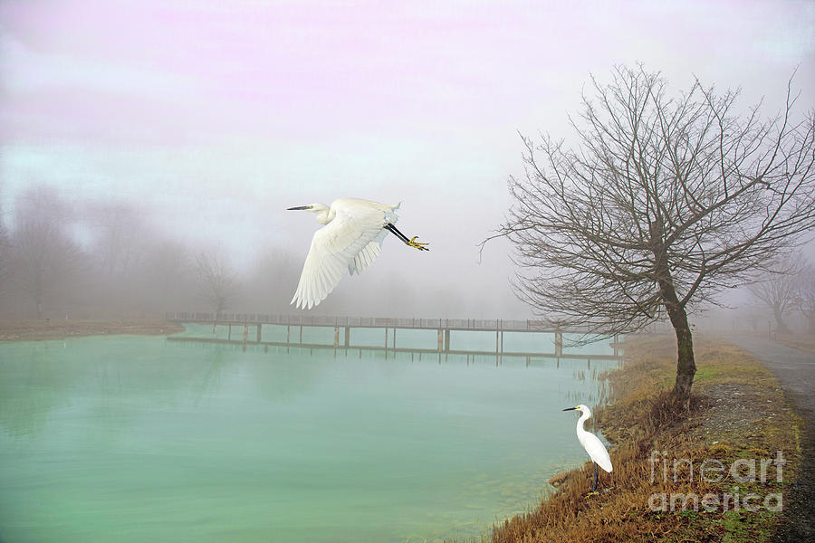 Nature Photograph - Egrets at the Bridge by Laura D Young