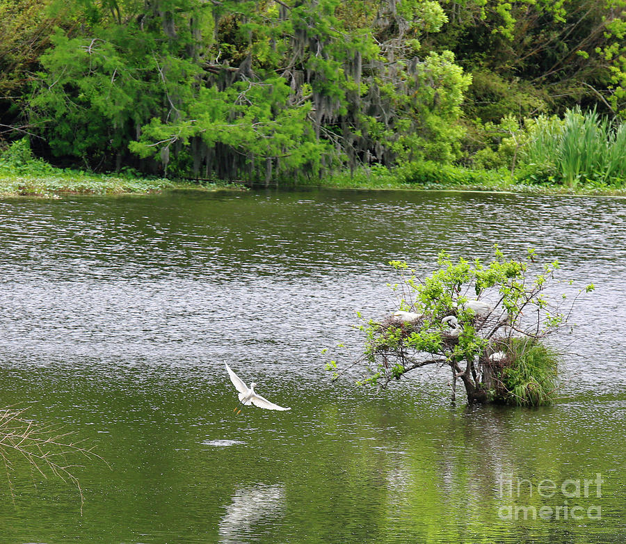 Egrets Avery Island Louisiana Color I  Photograph by Chuck Kuhn
