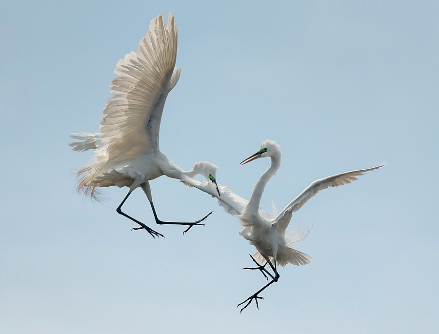 Egrets - Battle Aloft Photograph by Loree Johnson