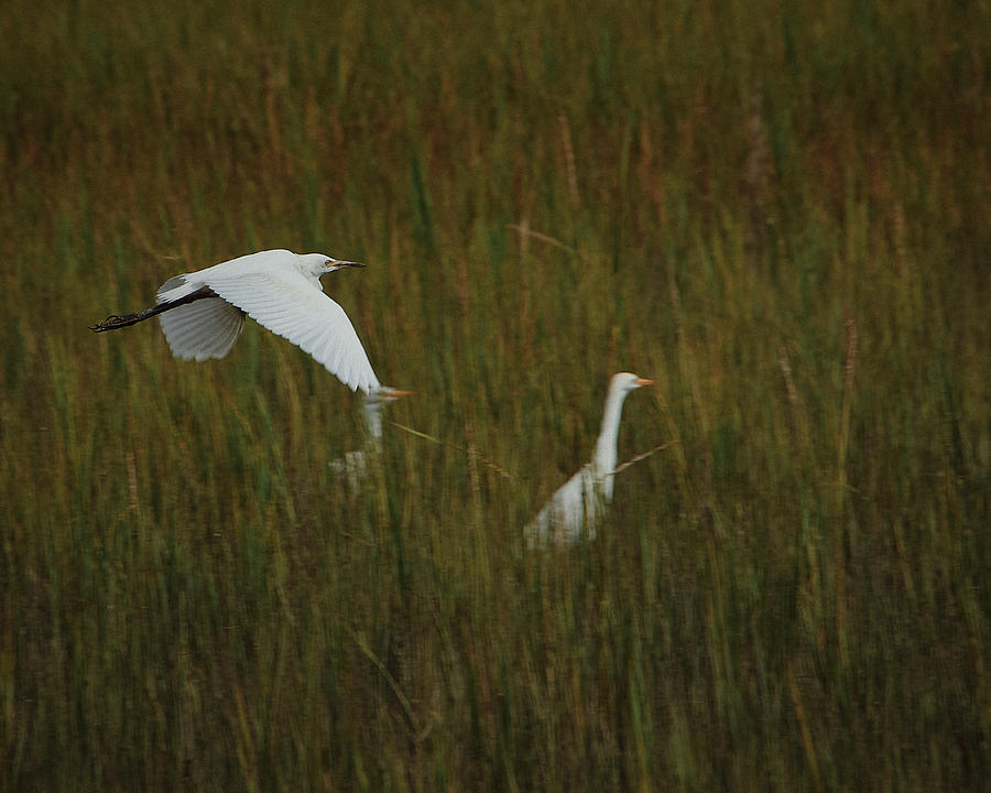 Egrets Fish in the Marshes of Glynn Photograph by John Simmons