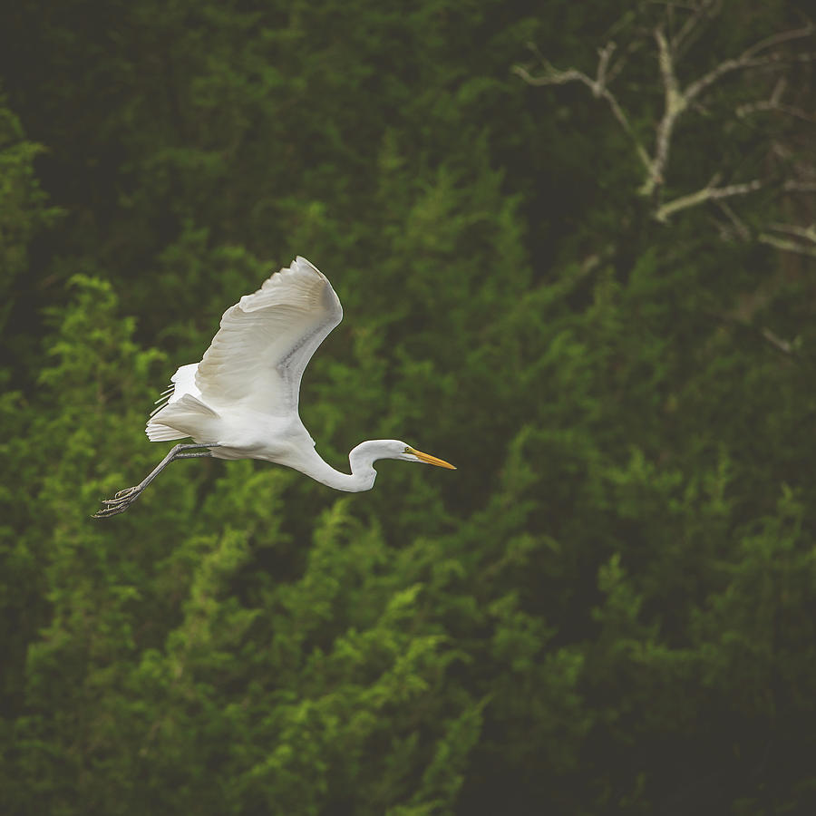Egrets Flight Photograph by Lori Rowland