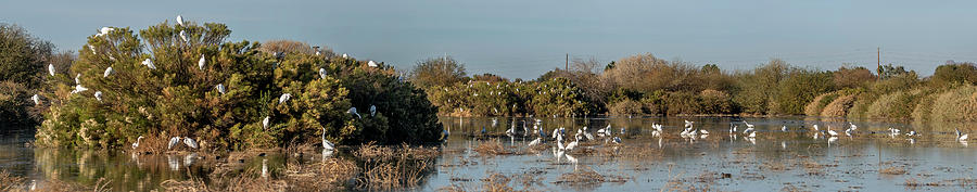 Egrets Gathered 4571-010321- pano Photograph by Tam Ryan