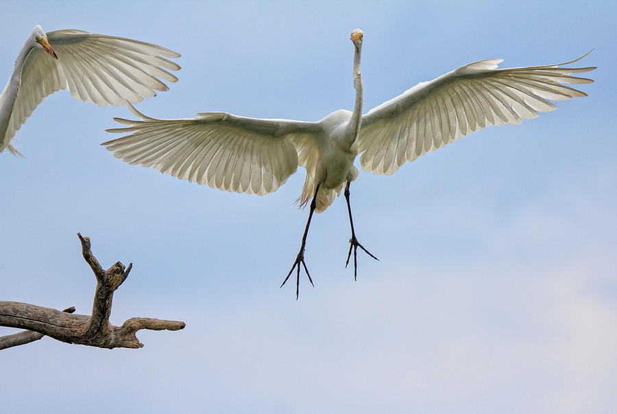 Egrets in Air Photograph by Robert Pilkington