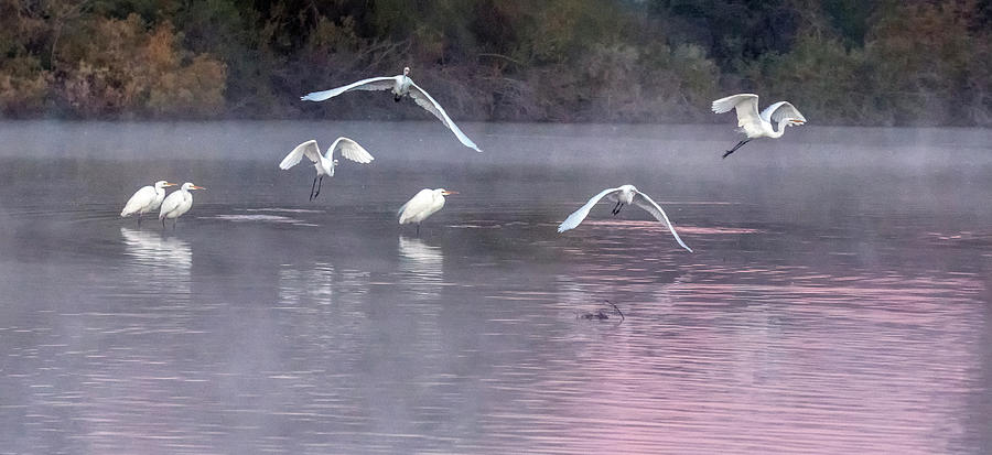 Egrets in the Mist 1865-010120-2 Photograph by Tam Ryan