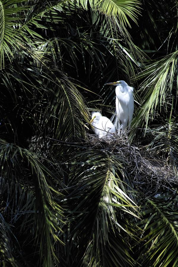 Egrets in the Palm Photograph by Theresa Fairchild
