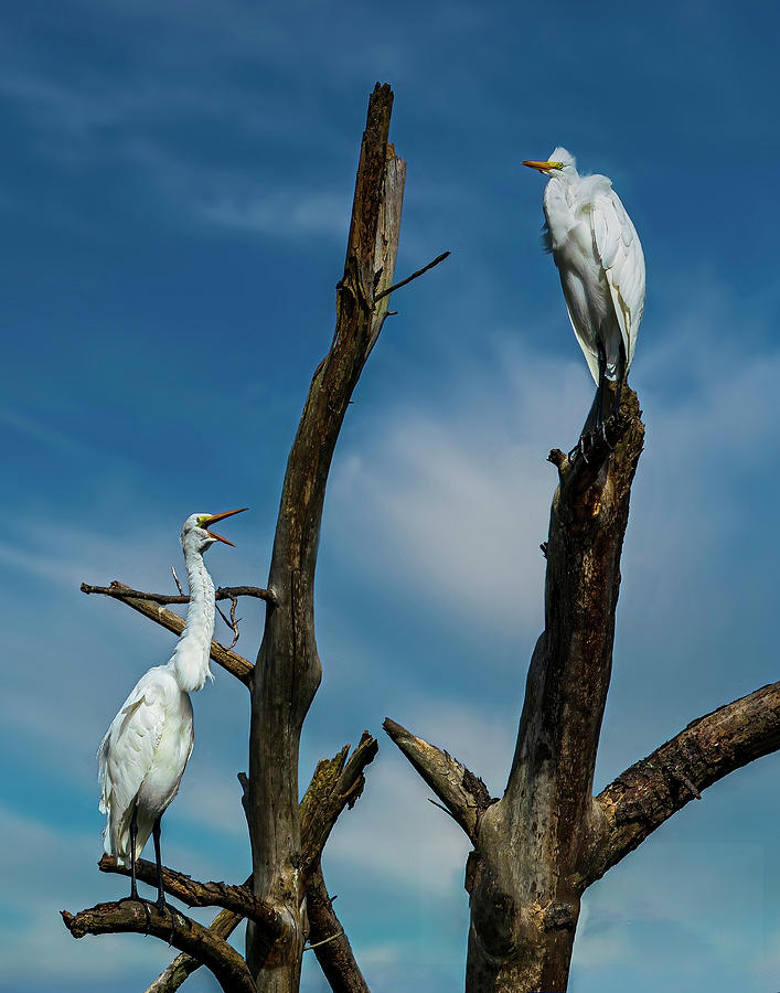 Egrets in the trees Photograph by Nick Zelinsky Jr