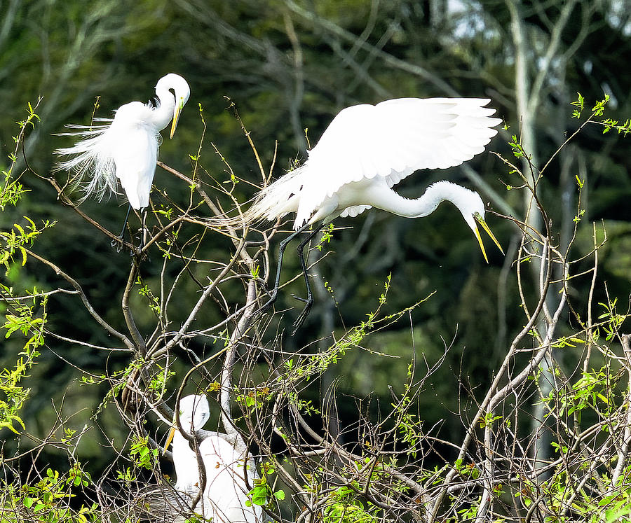 Egrets Interacting On High Island Texas Photograph by Jim Wilce