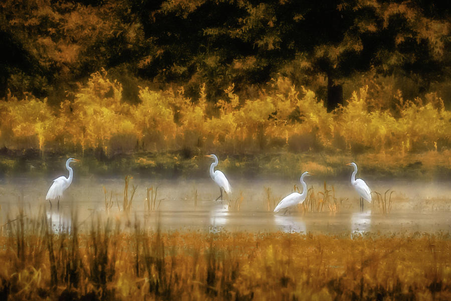 Egrets Photograph by James Barber