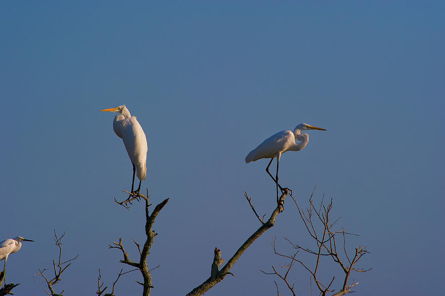 Egrets, Louisiana Gulf Coast Photograph by Doug Wittrock