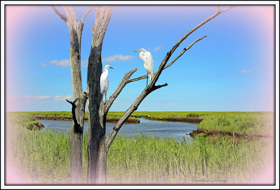Egrets Of The Marsh Mixed Media by Constance Lowery