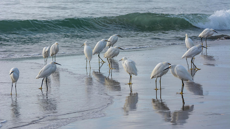Egrets On The Shore 10-31 Photograph
