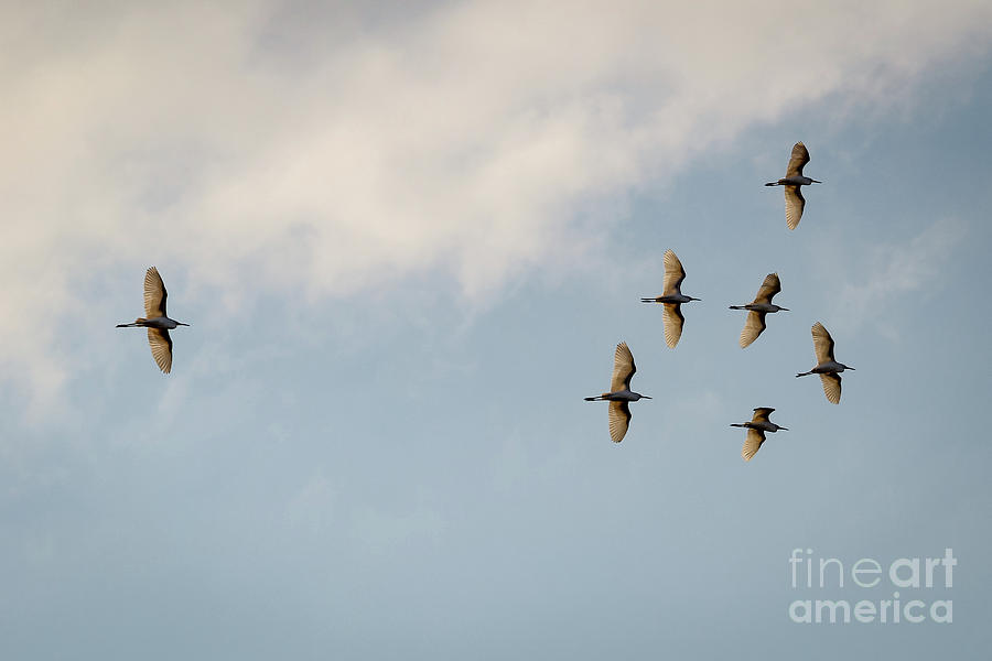 Egrets Overhead. Photograph