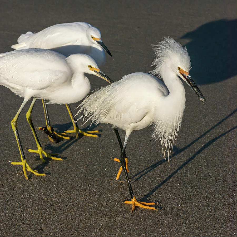 Egrets Sandcrab Hunting 3/23 Photograph