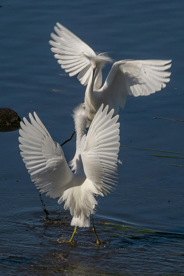 Egrets Sparring 2/6 Photograph