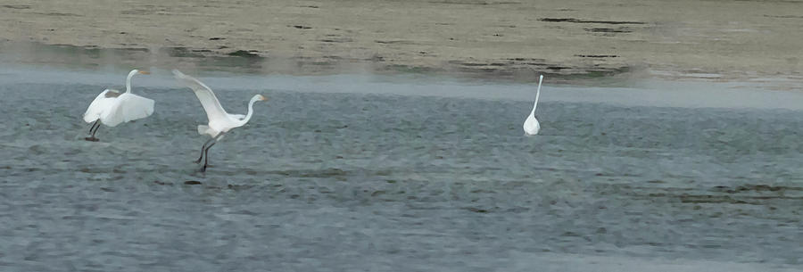 Egrets Taking Off Photograph