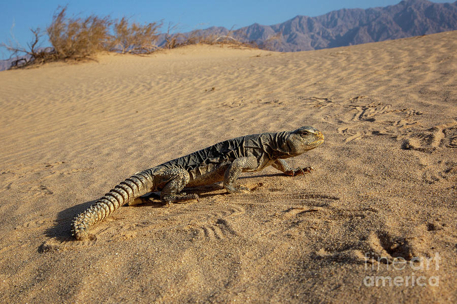 Wildlife Photograph - Egyptian dabb lizard Uromastyx aegyptia k6 by Eyal Bartov