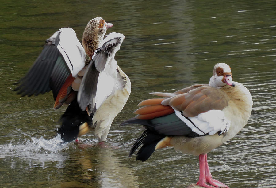 Egyptian Geese Photograph by Joshua Bales