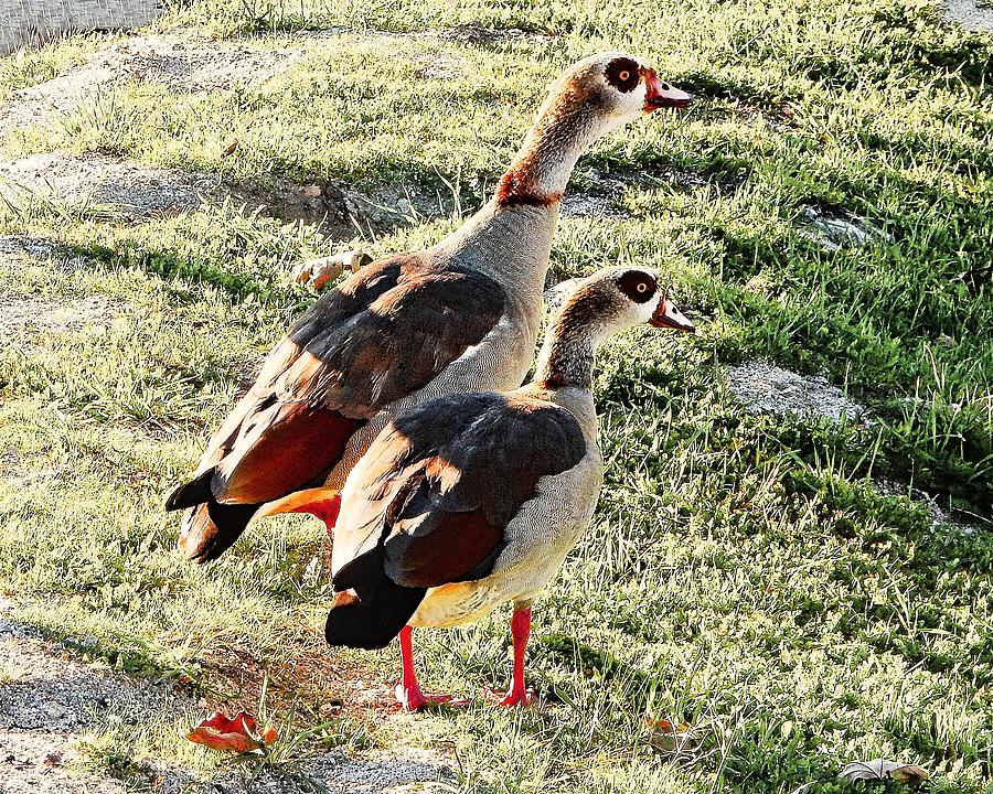 Egyptian Geese Mates Photograph by Andrew Lawrence