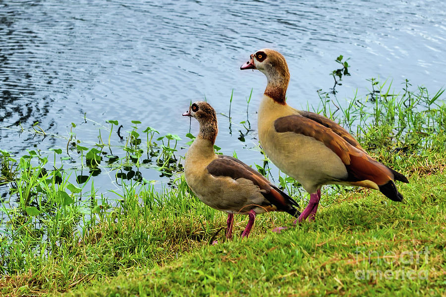 Egyptian Geese Photograph by Olga Hamilton