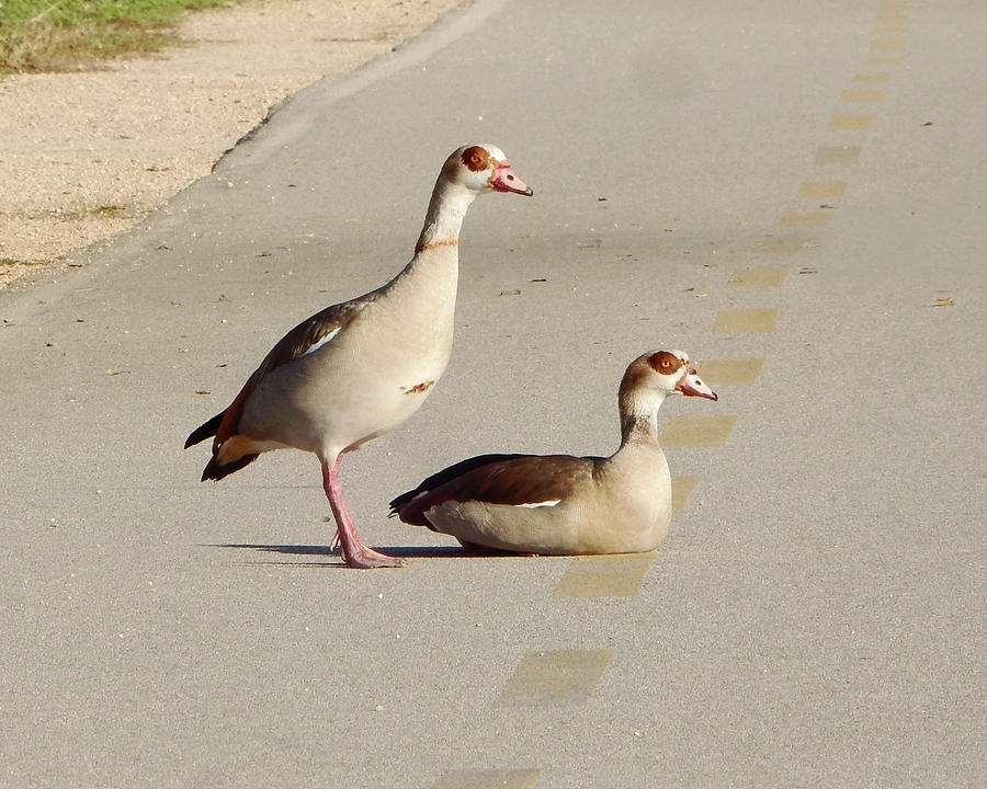Egyptian Geese Path Photograph by Andrew Lawrence