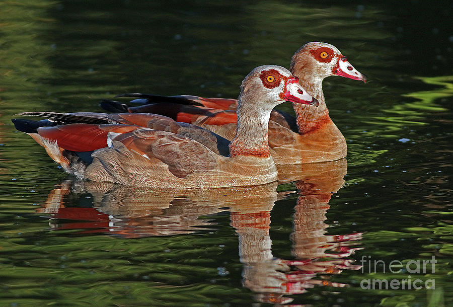 Egyptian Geese Pretty Pair Photograph by Larry Nieland