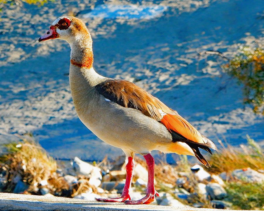  Egyptian Goose Above Water Photograph by Andrew Lawrence