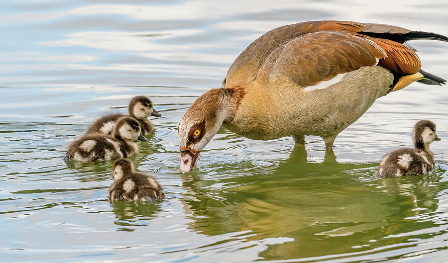 Goose Photograph - Egyptian Goose And Goslings #2 by Morris Finkelstein