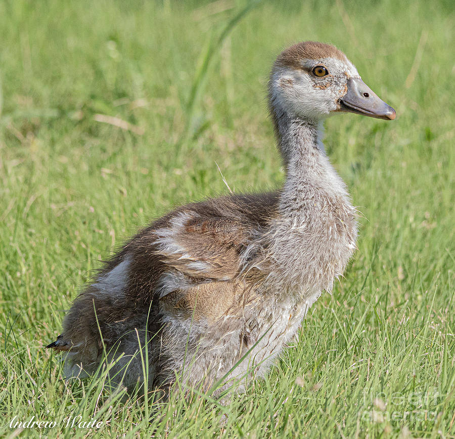 Egyptian Goose Photograph by Andrew Waite | Fine Art America