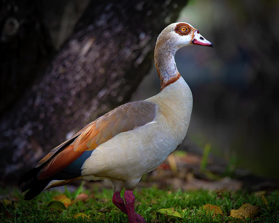 Egyptian Goose at Sunrise Photograph by Mark Andrew Thomas