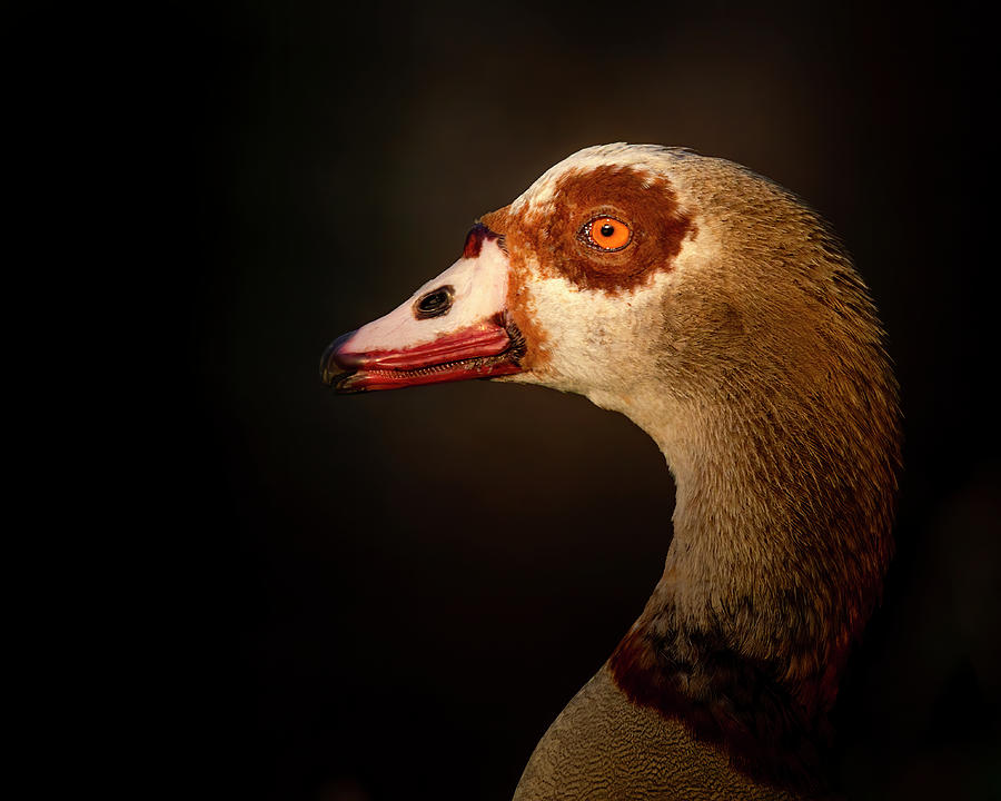 Egyptian Goose at Sunset Photograph by Mark Andrew Thomas