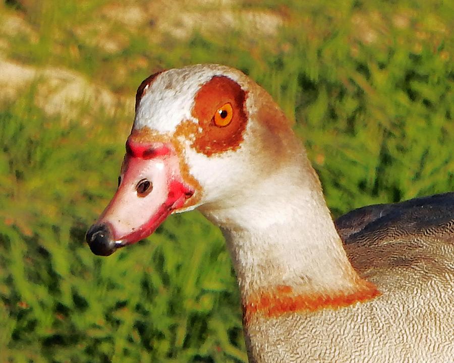 Egyptian Goose Head Photograph by Andrew Lawrence