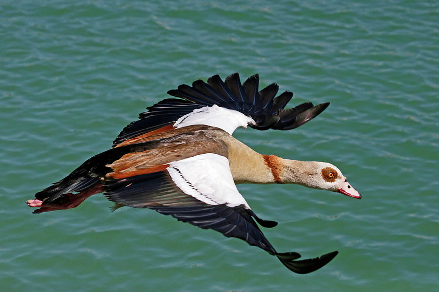 Egyptian Goose in Flight Photograph by Shoal Hollingsworth