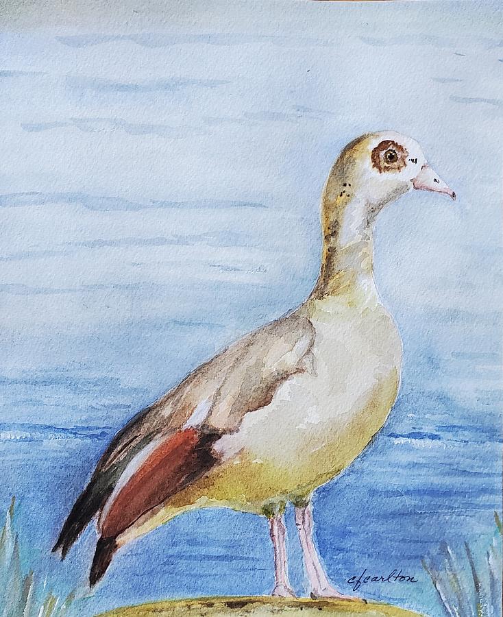 Egyptian Goose in Holland - Watercolor Painting by Claudette Carlton